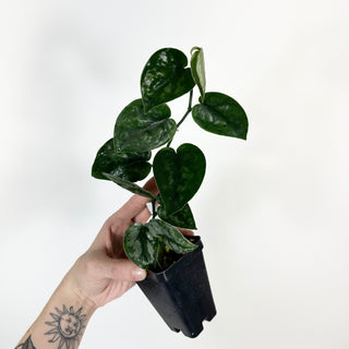 Z-5171 - Scindapsus pictus 'Black Mamba'