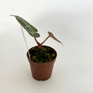 Anthurium SKG red crystallinum x self - Seedling [#1474]