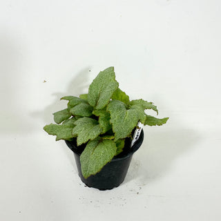 Begonia 'Pollux' [#2087]
