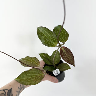 Hoya hellwigiana [#1708]