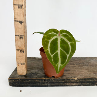 Z-4734 - Anthurium 'Brielle'/'Michelle' x self - Seedling