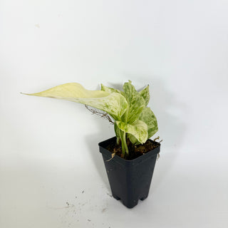 Epipremnum aureum 'Scrambled Eggs' [#2306]