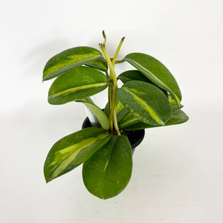 Hoya diversifolia (inner variegated) [#2280]