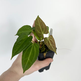Anthurium 'Not The Mama' x Fairchild crystallinum [#2073]