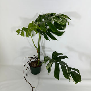 Monstera deliciosa var. borsigiana albo-variegata [#1350]