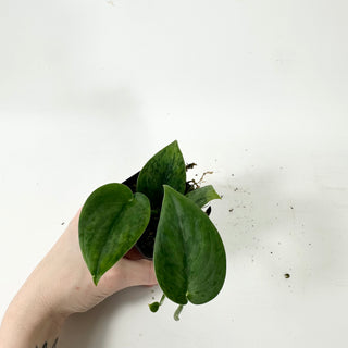 Z-5336 - Scindapsus pictus 'Green Army'