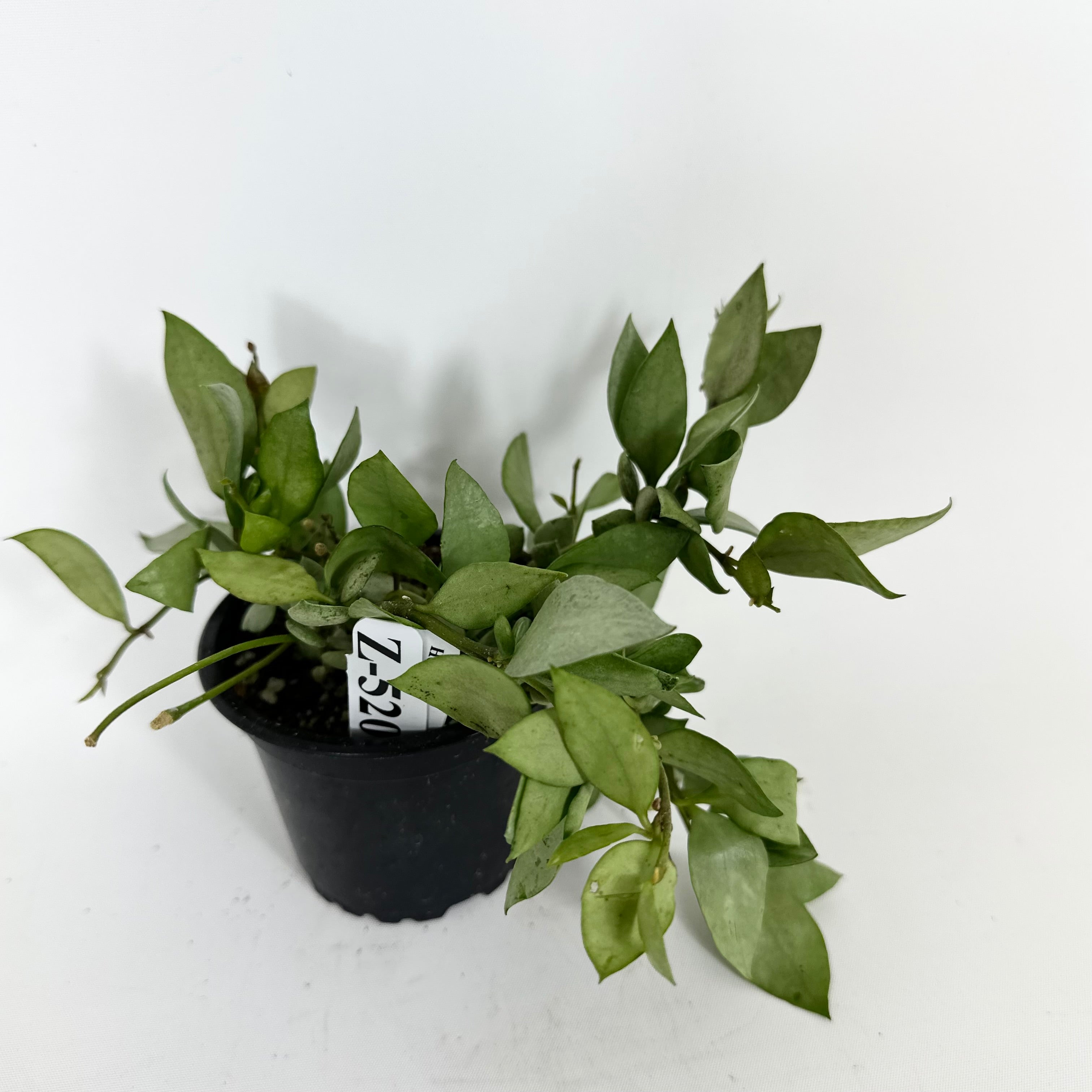 Z-5206 - Hoya lacunosa Orange Skin – Steve's Leaves