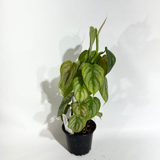 Z-4988 - Philodendron aff. brandtianum