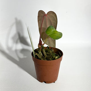 Anthurium 'Amelia's Delight' x 'Arnold Schwarzenegger' - Seedling [#1983]