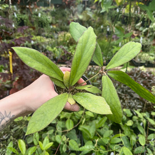 Hoya 'Udroiu'