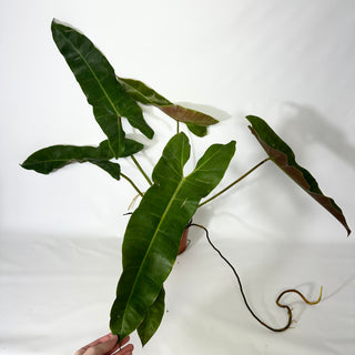 Philodendron atabapoense (Non-TC) [#1425]