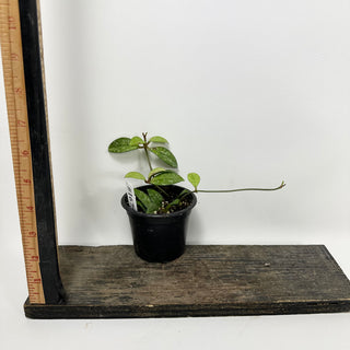 Hoya crassipetiolata (Splash) [#1675]