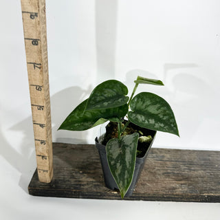 Scindapsus pictus 'Black Mamba' [#1933]