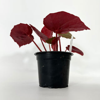 Begonia U497