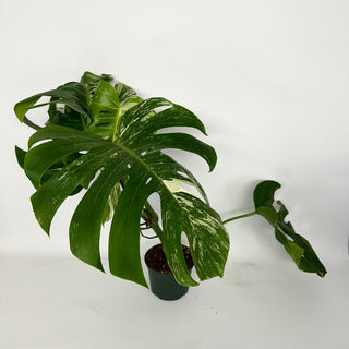 Z-5166 - Monstera deliciosa var. borsigiana albo-variegata