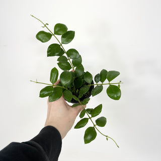 Hoya aeschynanthoides [#2298]