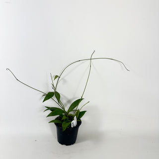 Hoya kuhlii [#1951]