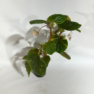 Begonia cucullata (variegated) [#1873]