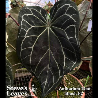 Anthurium 'Doc Block F3' - 2 Seedlings [#1478]