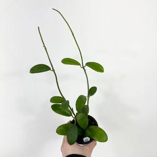 Hoya liangii [#2230]