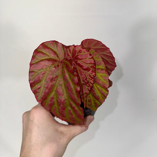 Z-4753 - Begonia "Crazy Pink" **NEW Release**