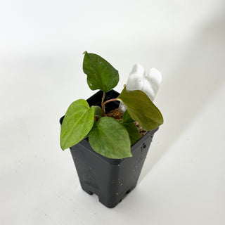 Anthurium 'Not The Mama'/forgetii x 'Amelia's Delight' [#1674]