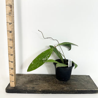 Hoya kaikoeana [#2288]