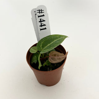Anthurium 'Tezula Dreamweaver'/dorayaki x 'Arnold Schwarzenegger' - Seedling [#1441]