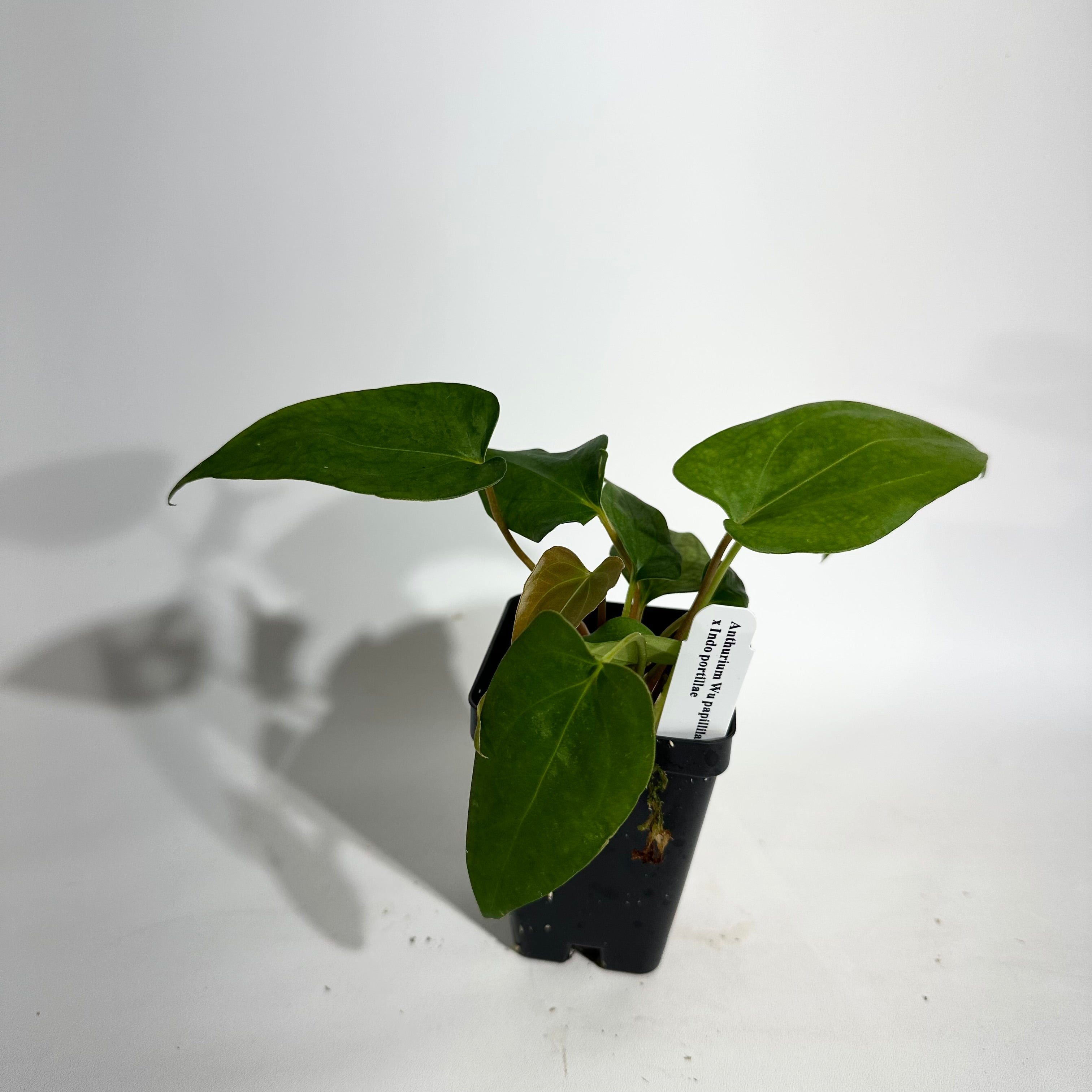 anthurium chamberlainii x portillae Anthurium Wu papillilaminum x indo portillae