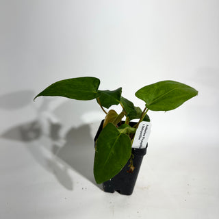 Anthurium Wu papillilaminum x indo portillae
