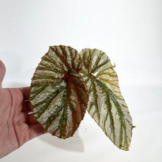 Begonia brevirimosa (Silver Form) [#1819]