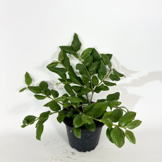 Hoya aeschynanthoides [#2062]