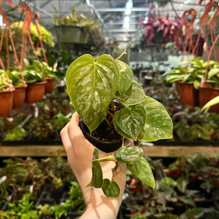Philodendron aff. brandtianum (Shingling Form)