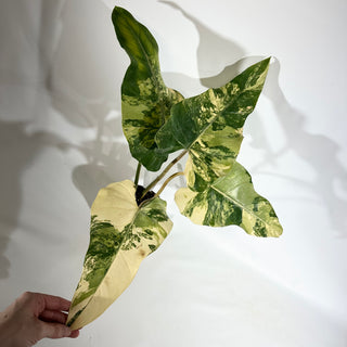 Philodendron domesticum variegata (Non-TC) [#1925]