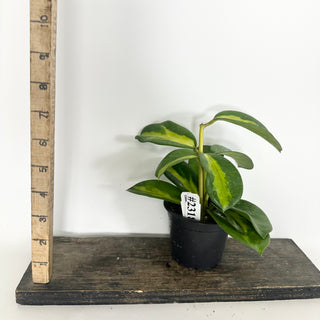 Hoya diversifolia (inner variegated) [#2318]