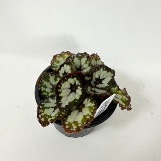 Begonia 'Dolce Vita' [#1731]