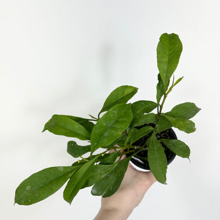 Hoya occultata [#2194]