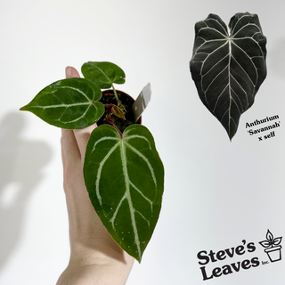Anthurium 'Savannah' x self - 2 Seedlings [#1982]