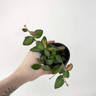 Hoya sp. aff. burtoniae (variegated) [#1819]