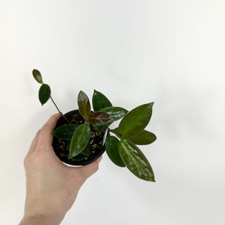 Hoya vangviengiensis [#2193]