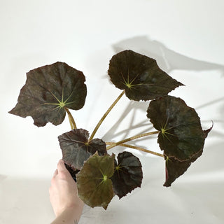 Begonia 'Selph's Mahagony' (XL Pot) [#2052]