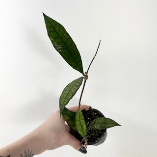 Hoya finlaysonii (Black) [#1872]