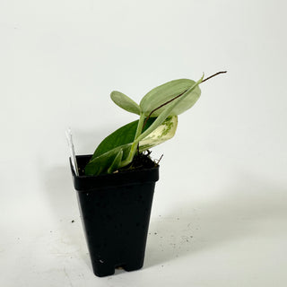 Z-5384 - Scindapsus pictus 'Jade Satin' aurea-variegata