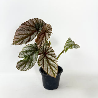 Begonia brevirimosa (Silver Form) [#2486]