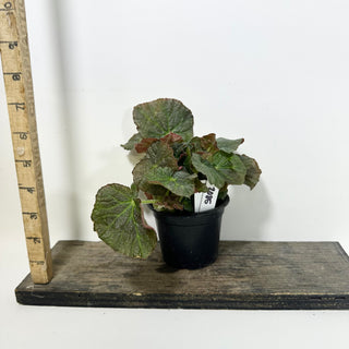Begonia U538 [#2085]