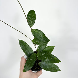 Hoya sp. Lai Chau (long leaf, splash)[#2119]