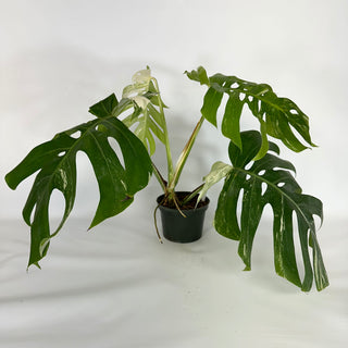 Monstera deliciosa var. borsigiana albo-variegata [#1109]