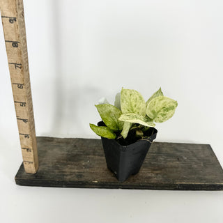 Z-5288 - Scindapsus pictus ‘Mangurai’ variegated