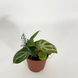 Anthurium 'Brielle'/'Michelle' x self - 3 Seedlings [#1525]