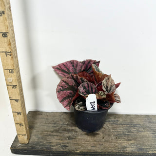 Begonia 'Snowberry' [#2099]